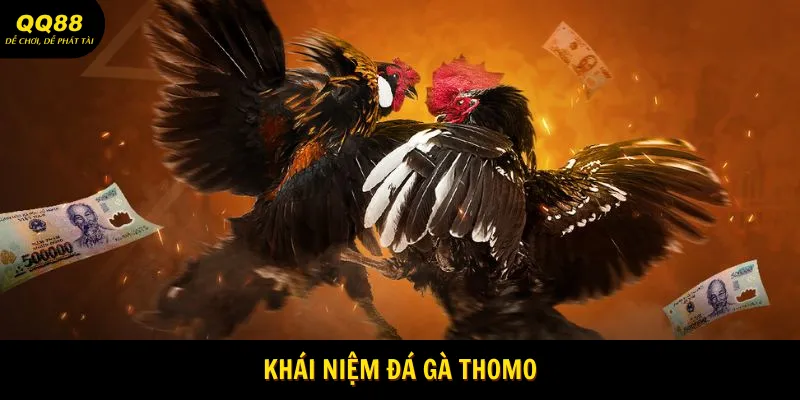 Đá Gà Thomo - Siêu Phẩm Giải Trí Chiến Kê Tại QQ88 1 da-ga-thomo-khai-niem