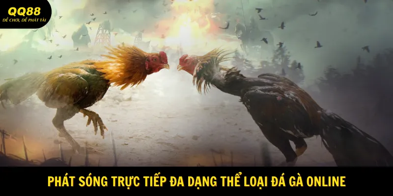 Trực Tiếp Đá Gà QQ88 - Giải Trí Chiến Kê Cực Hấp Dẫn 3 phat-song-truc-tiep-da-dang-the-loai-da-ga-online